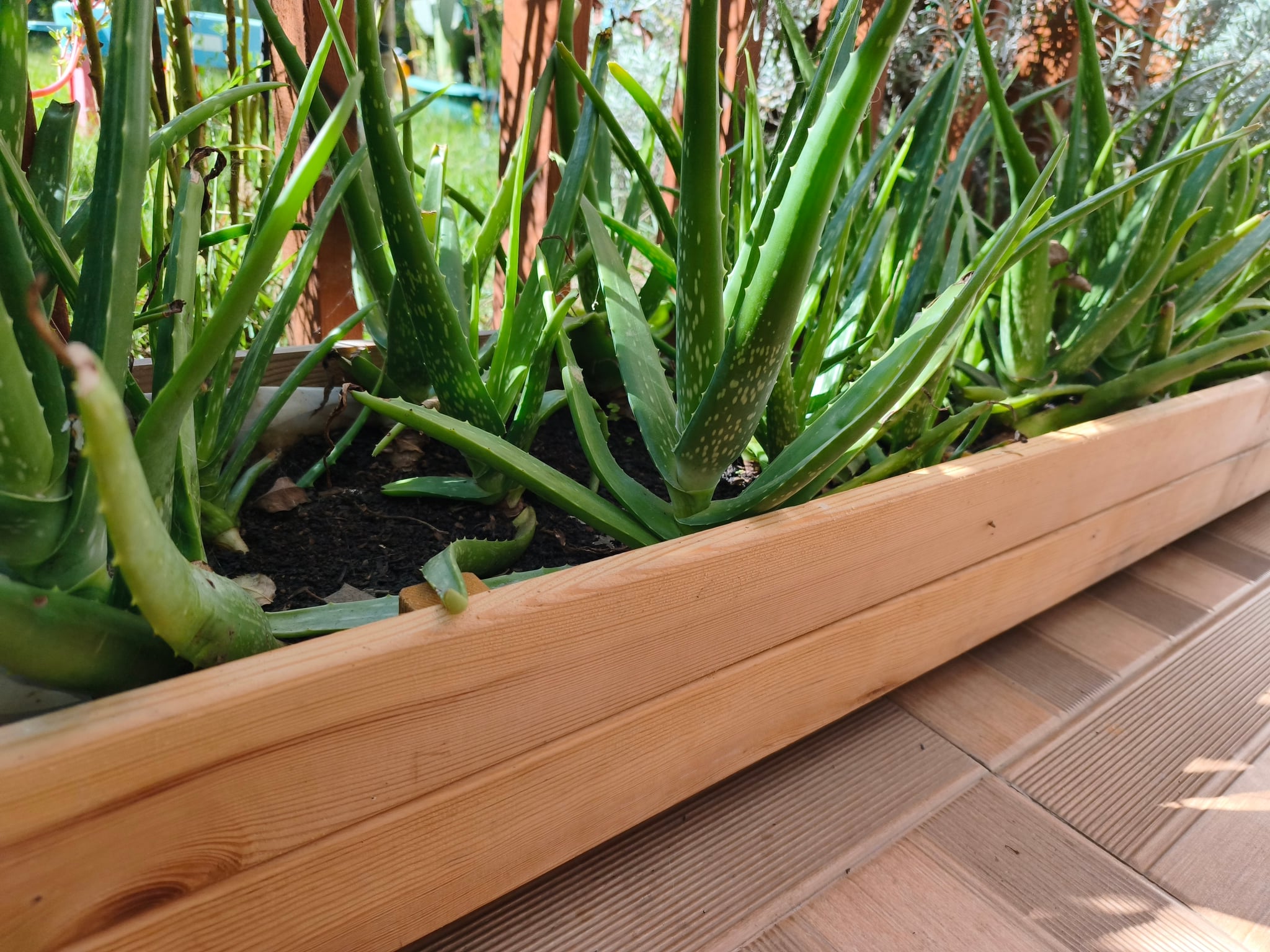 Ahşap Saksıda Formlu Aloe Vera Bitkileri