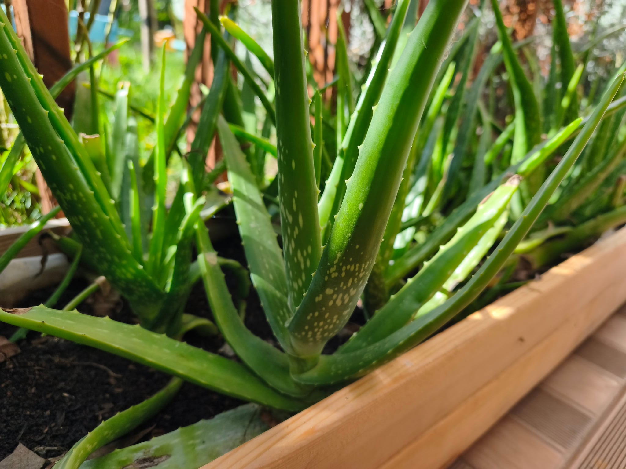 Ahşap Saksıda Formlu Aloe Vera Bitkileri